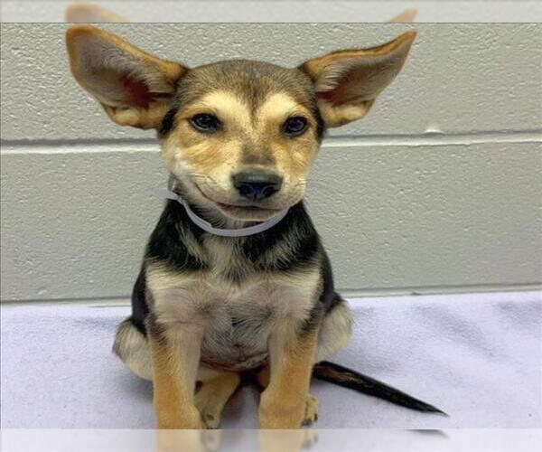 Medium Photo #1 Mutt Puppy For Sale in Conroe, TX, USA