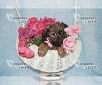 Small Photo #6 Poodle (Toy)-Yorkshire Terrier Mix Puppy For Sale in SANGER, TX, USA