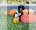 Small Photo #4 Bernedoodle Puppy For Sale in FLEMINGTON, NJ, USA