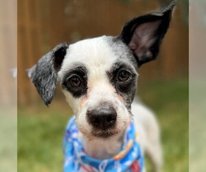 Lhasa Apso-Unknown Mix Dogs for adoption in Arlington, VA, USA