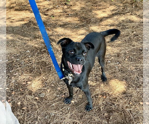 Medium Photo #14 Chug Puppy For Sale in San Diego, CA, USA