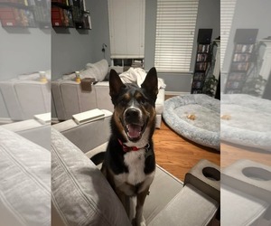 Kit - Male Siberian Husky-Unknown Mix Dog for Adoption - Photo #16
