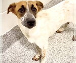 A663195 - Female Mutt Dog for Adoption - Small photo