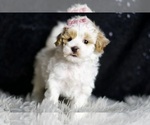 Small Photo #51 Maltipoo Puppy For Sale in WARSAW, IN, USA