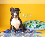 Small #1 Labrador Retriever Mix