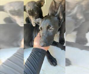 Shepradors Dogs for adoption in Houston, TX, USA