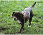 Small Photo #11 Doxle Puppy For Sale in Aurora, IN, USA