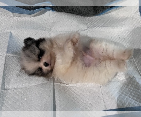 Medium Photo #7 Pomeranian Puppy For Sale in HAYWARD, CA, USA