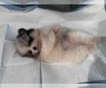 Small #6 Pomeranian
