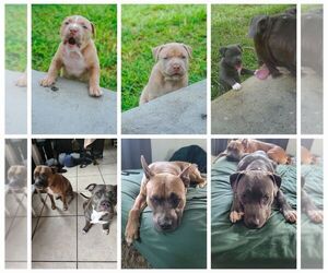 American Pit Bull Terrier Puppy for sale in FT LAUDERDALE, FL, USA