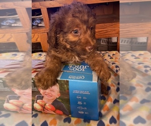Shih-Poo Puppy for sale in VANCOUVER, WA, USA
