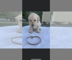 Golden Retriever Puppy for Sale in BENTON, Kansas USA