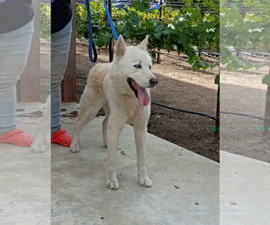 Nikes - Male Siberian Husky Dog for Adoption - Photo #7