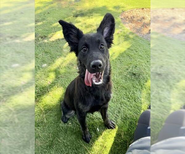 Medium Photo #2 German Shepherd Dog-Unknown Mix Puppy For Sale in San Bernardino, CA, USA