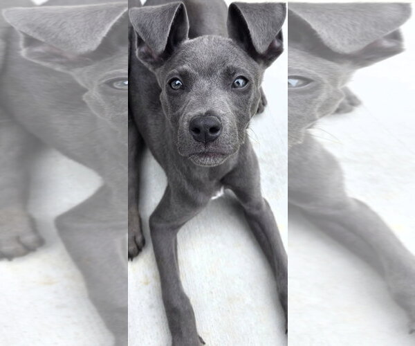 Medium Photo #5 American Pit Bull Terrier-Unknown Mix Puppy For Sale in Sandy, UT, USA
