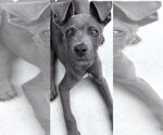 Small #4 American Pit Bull Terrier Mix