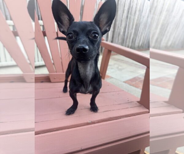 Medium Photo #2 Chihuahua Puppy For Sale in Menifee, CA, USA