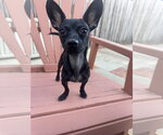 Small Photo #2 Chihuahua Puppy For Sale in Menifee, CA, USA
