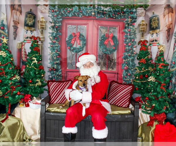 Medium Photo #4 Labrador Retriever-Unknown Mix Puppy For Sale in Oakhurst, NJ, USA