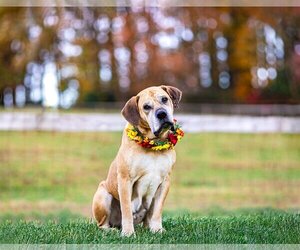 Mastiff-Unknown Mix Dogs for adoption in Unionville, PA, USA