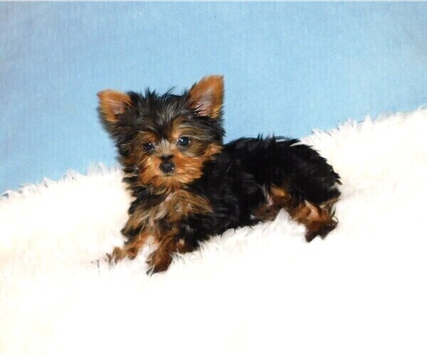 Medium Photo #3 Yorkshire Terrier Puppy For Sale in WARRENSBURG, MO, USA