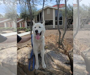 Nikes - Male Siberian Husky Dog for Adoption - Photo #6