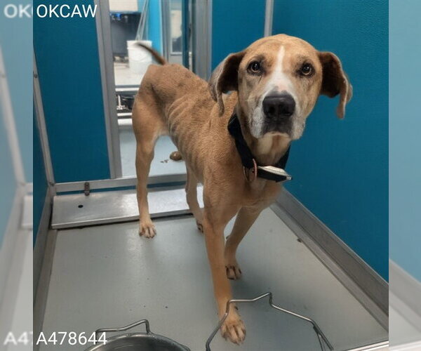 Medium Photo #1 Catahoula Leopard Dog-Unknown Mix Puppy For Sale in Oklahoma City, OK, USA