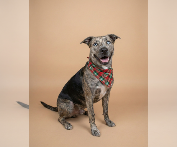 Medium Photo #1 Boxerhoula Puppy For Sale in Chandler, AZ, USA