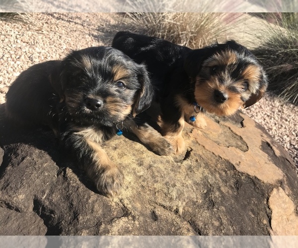 Medium Photo #1 Yorkshire Terrier Puppy For Sale in WAXAHACHIE, TX, USA