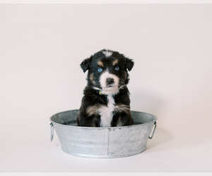 Australian Shepherd Puppy for sale in LA RUE, OH, USA