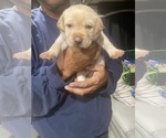 Puppy Mr Red Labrador Retriever