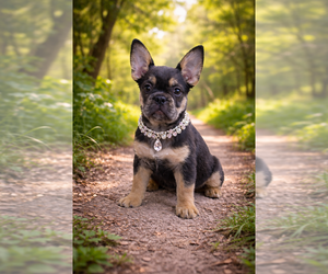 Medium French Bulldog