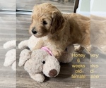 Small Photo #12 Goldendoodle Puppy For Sale in PITTSBURG, CA, USA