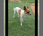 Small #11 Rat Terrier Mix