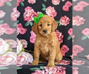 Goldendoodle (Miniature) Puppy for sale in QUARRYVILLE, PA, USA