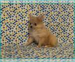 Small #3 Pomeranian