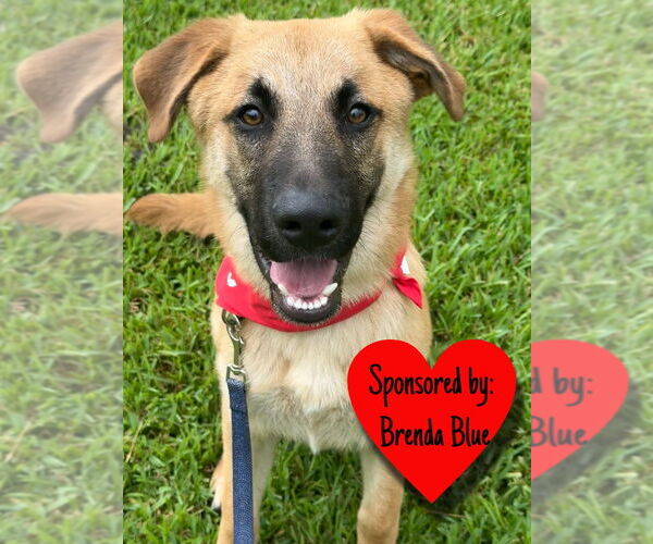 Medium Photo #9 Mutt Puppy For Sale in San Leon, TX, USA