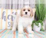 Small Photo #2 Cavachon Puppy For Sale in MOUNT VERNON, OH, USA