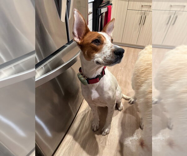 Medium Photo #4 American Staffordshire Terrier-German Shepherd Dog Mix Puppy For Sale in Lake Forest, CA, USA