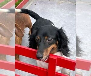 Father of the Dachshund puppies born on 07/22/2025