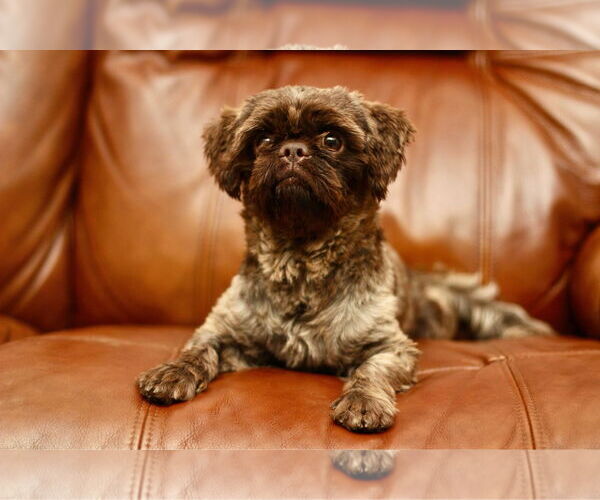 Medium Photo #1 Shih Tzu Puppy For Sale in Yuba City, CA, USA