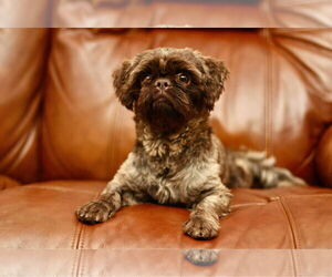 Shih Tzu Dogs for adoption in Yuba City, CA, USA