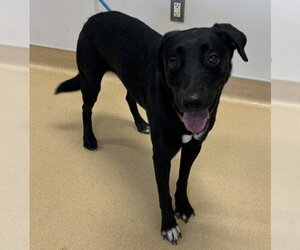 Labrador Retriever-Unknown Mix Dogs for adoption in Placerville, CA, USA