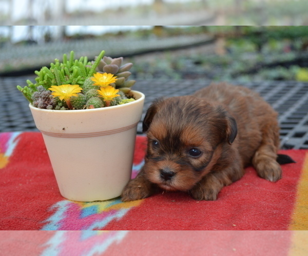 Medium Photo #3 Shiranian Puppy For Sale in GREENWOOD, WI, USA