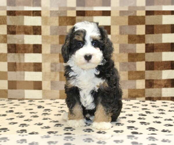 Medium Photo #3 Bernedoodle (Miniature) Puppy For Sale in DENVER, PA, USA