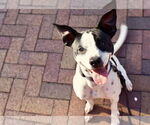 Small #17 Rat Terrier Mix