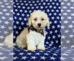 Small Photo #6 Bichon Frise Puppy For Sale in NOTTINGHAM, PA, USA