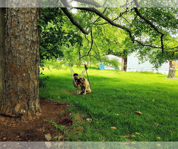 Medium Photo #3 Mutt Puppy For Sale in Goodyear, AZ, USA