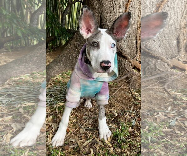 Medium Photo #5 Great Dane-Neapolitan Mastiff Mix Puppy For Sale in Huntersville, NC, USA