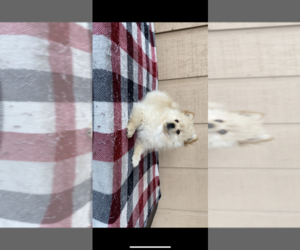 Pomeranian Puppy for sale in BLOOMFIELD, IN, USA